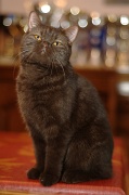 BRITISH SHORTHAIR 040